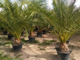 Phoenix Canariensis torzs 30-40 cm